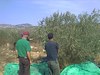 "…a land of olive oil, and honey"