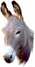 Balak 5769 — Free Will and Talking Donkeys