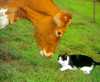 Cowandcat Cowandcat